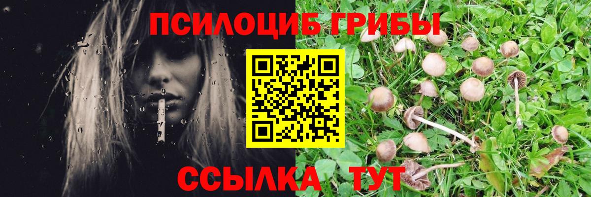 Калуга  Псилоцибиновые грибы Psilocybine cubensis  как найти закладки  Вход с VPN 